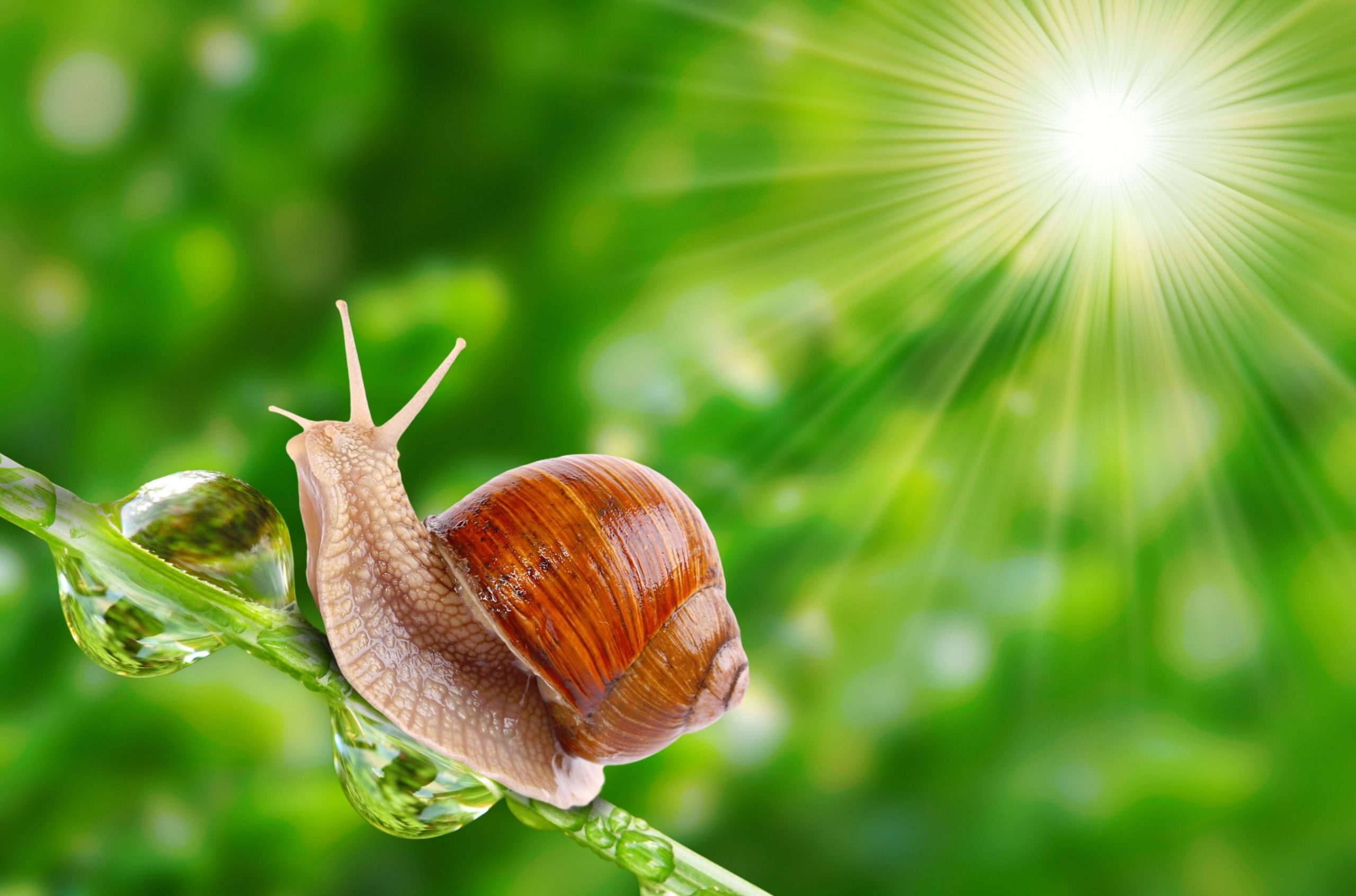 Two Snails On Leaf In Purple Background HD Snail Wallpapers | HD Wallpapers  | ID #90335