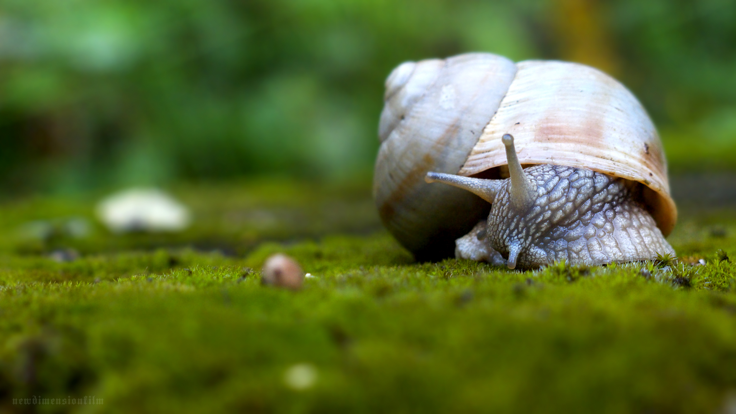 Burges Snail Wallpaper Little Greene