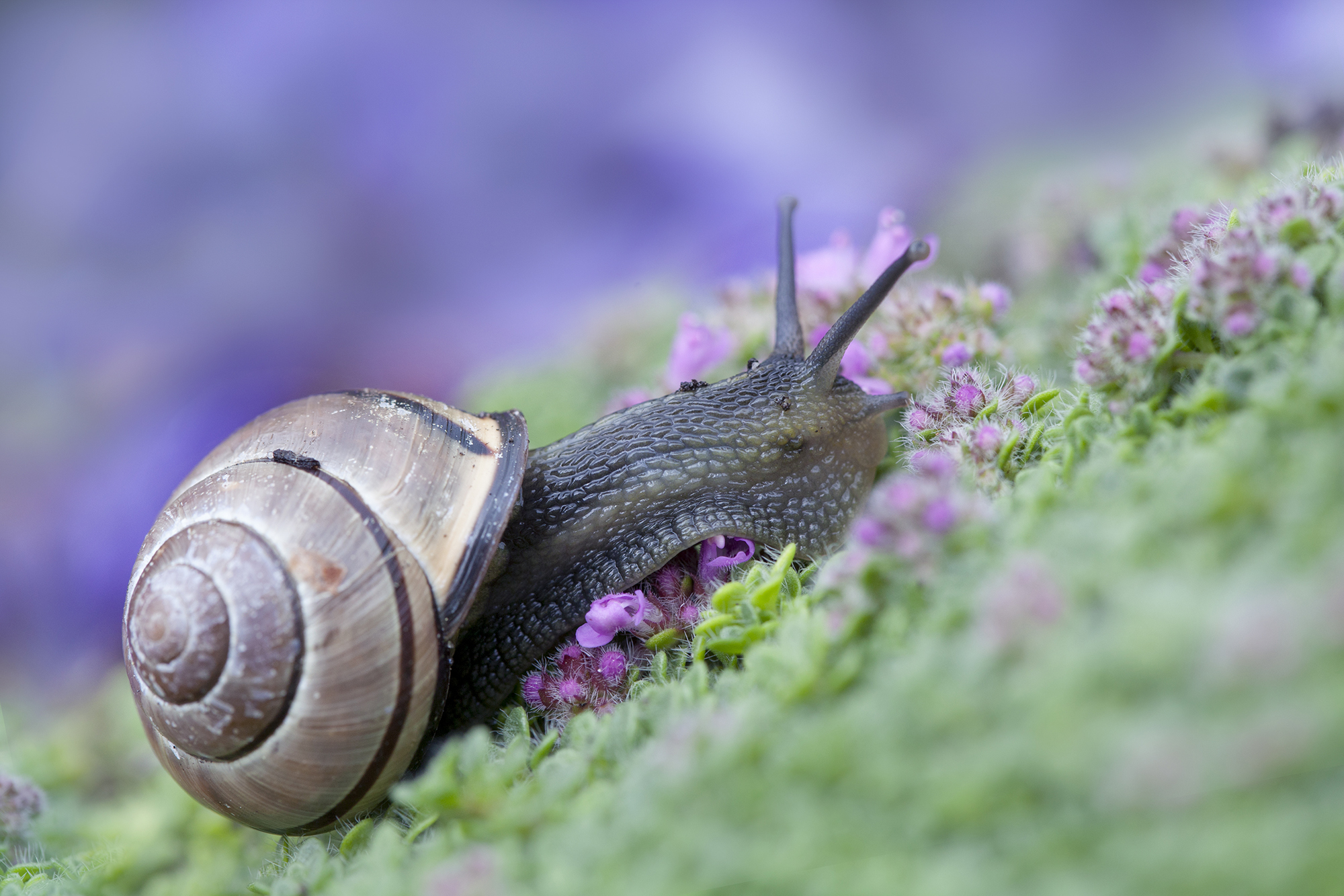 HD wallpaper: brown and white snail, macro, berries, mushroom, moss, Fox,  plant