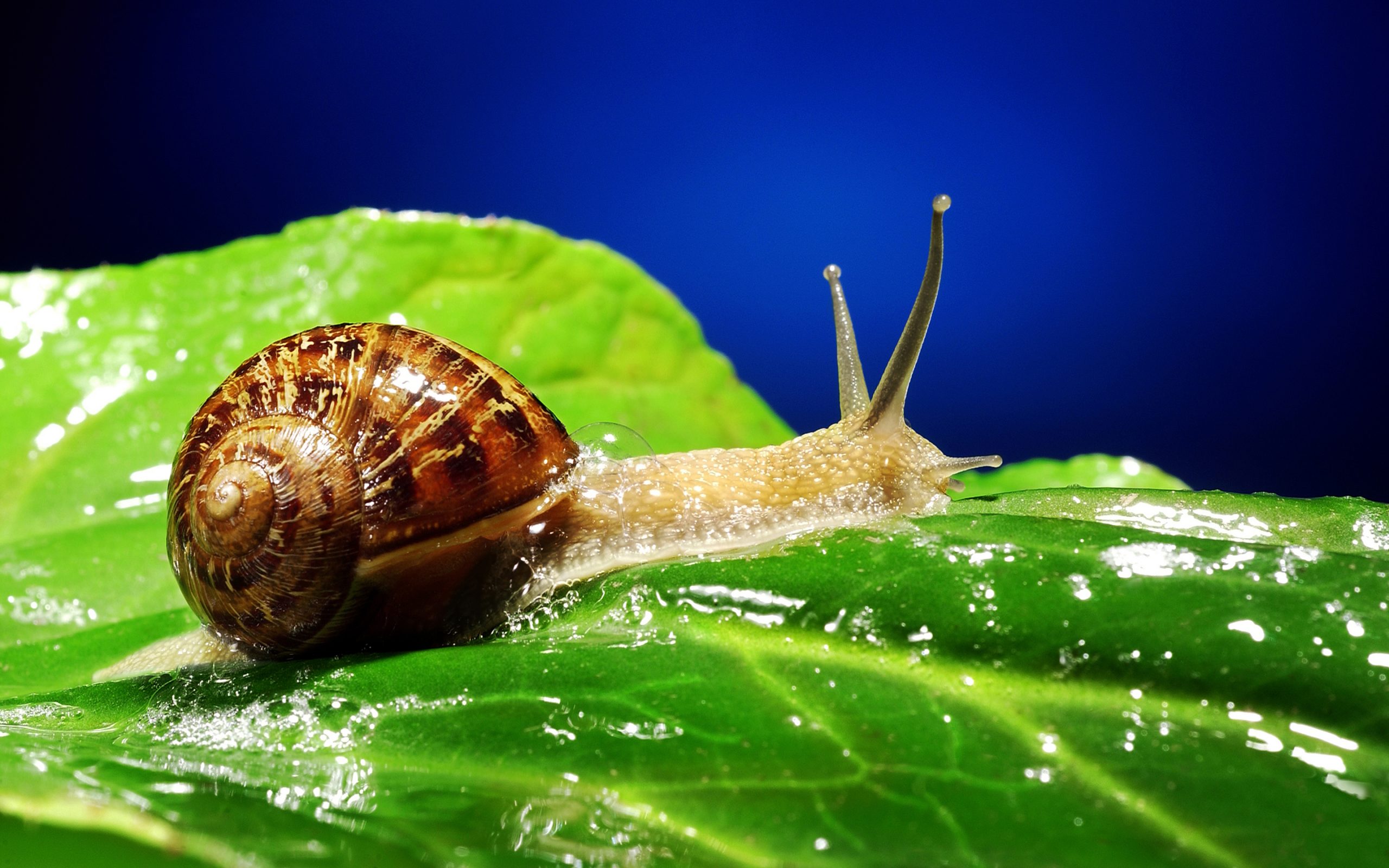 Wallpaper snail, minimalism, blue background, Turbo, Turbo, snail for  mobile and desktop, section минимализм, resolution 1920x1200 - download