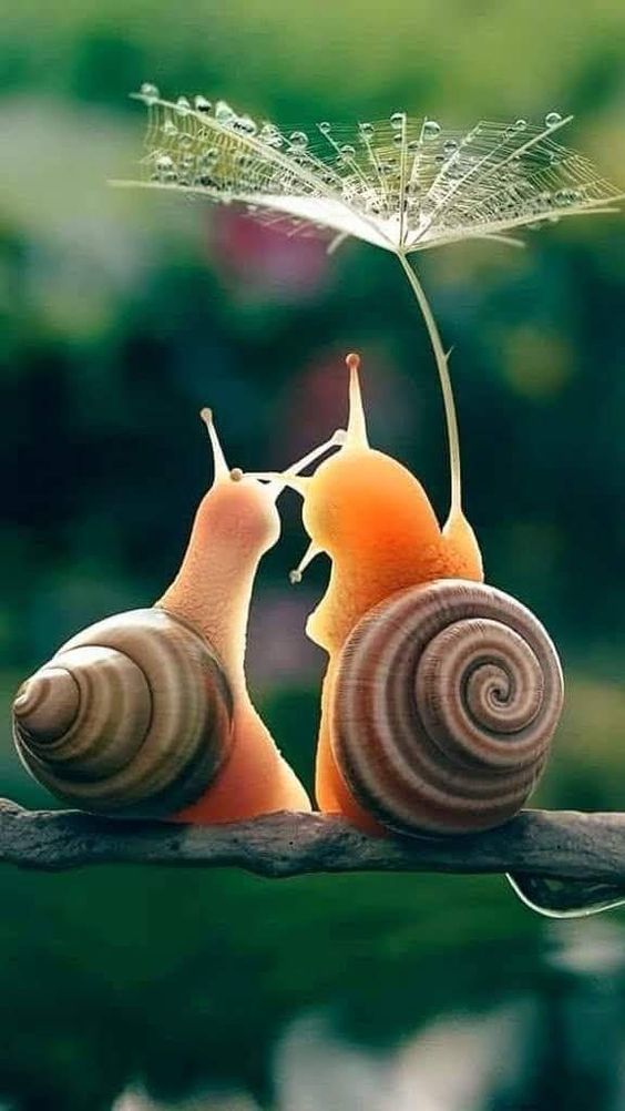 Download Animal Snail HD Wallpaper