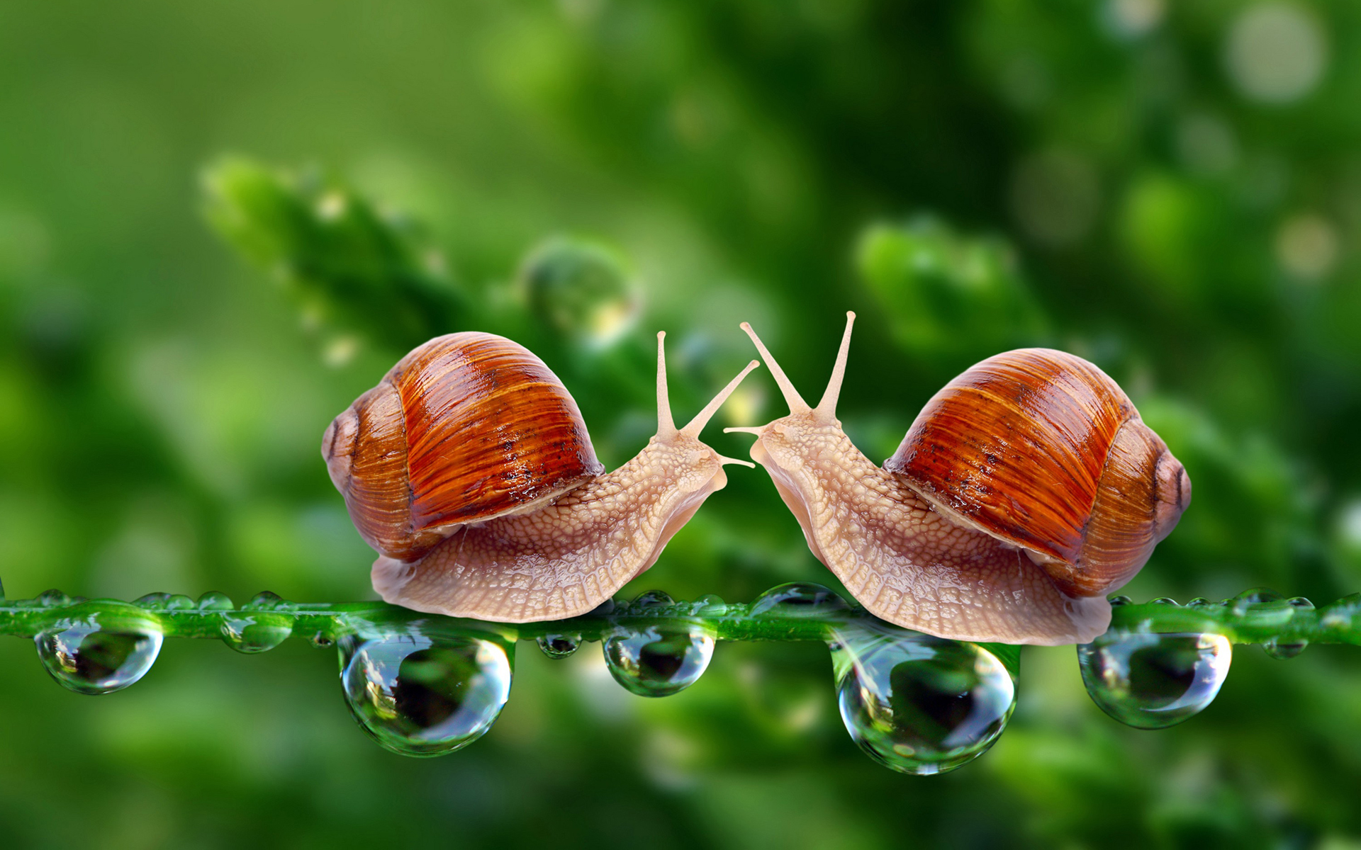 Snail Photos, Download The BEST Free Snail Stock Photos & HD Images