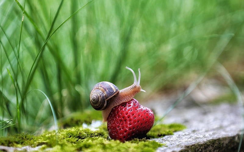 Garden Snail" Images – Browse 14,135 Stock Photos, Vectors, and Video |  Adobe Stock