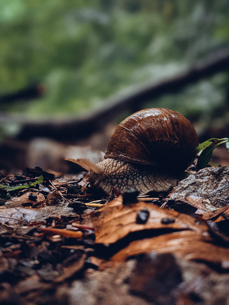 Snail Photos, Download The BEST Free Snail Stock Photos & HD Images