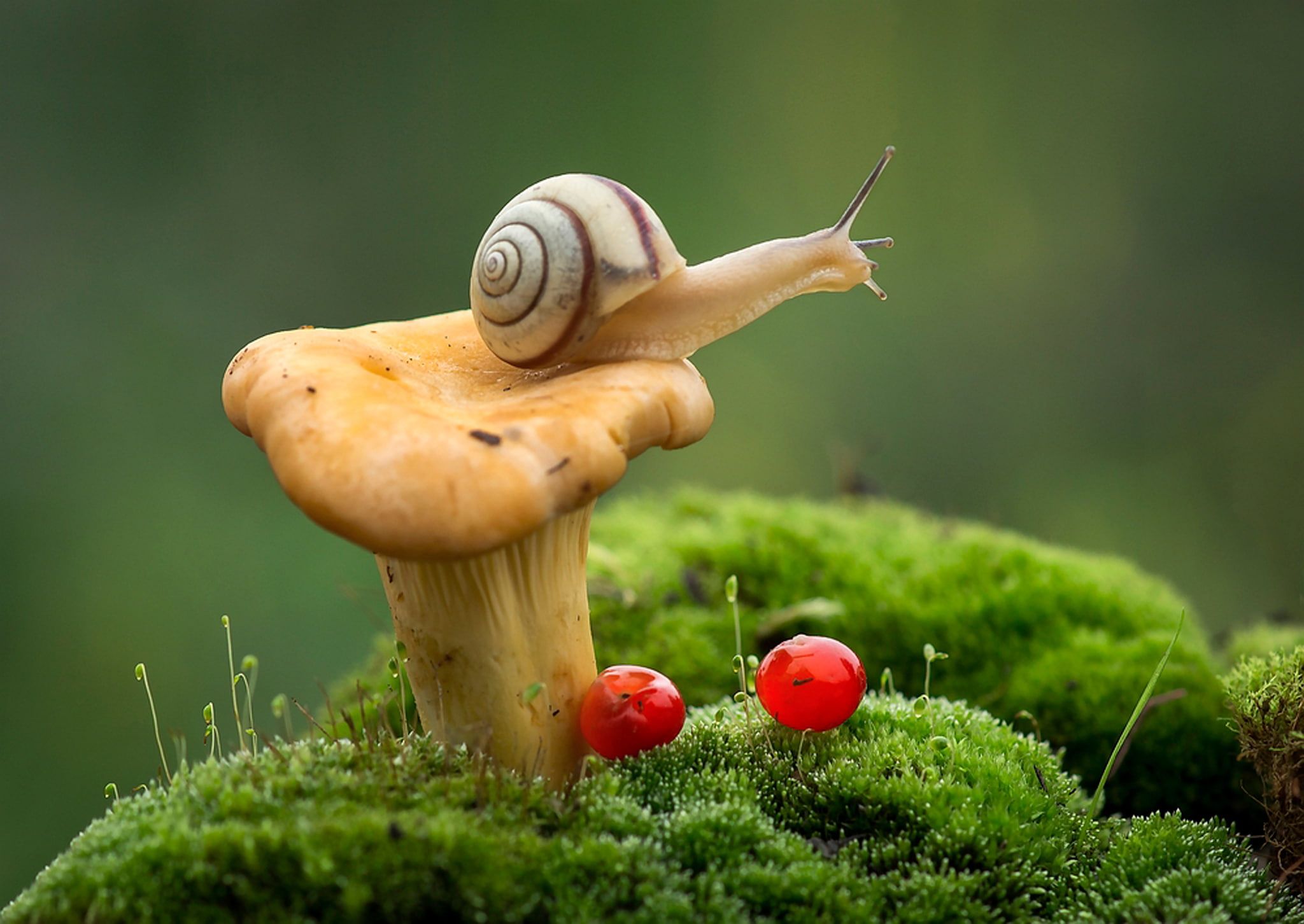 The Gifted Snail.. Everything was slow. Sometimes, it was… | by Mystical  Fireflies | Medium