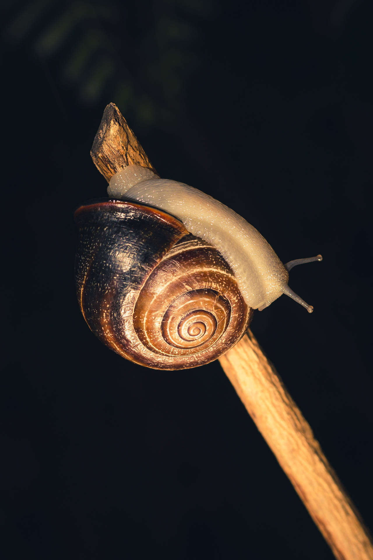 Close-up of snail on plant against black background stock photo