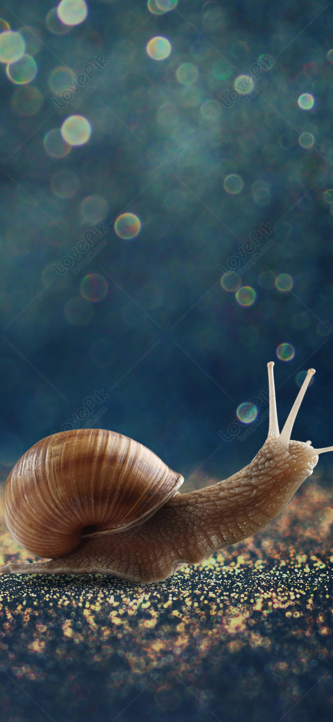 Snails Wallpapers - Wallpaper Cave