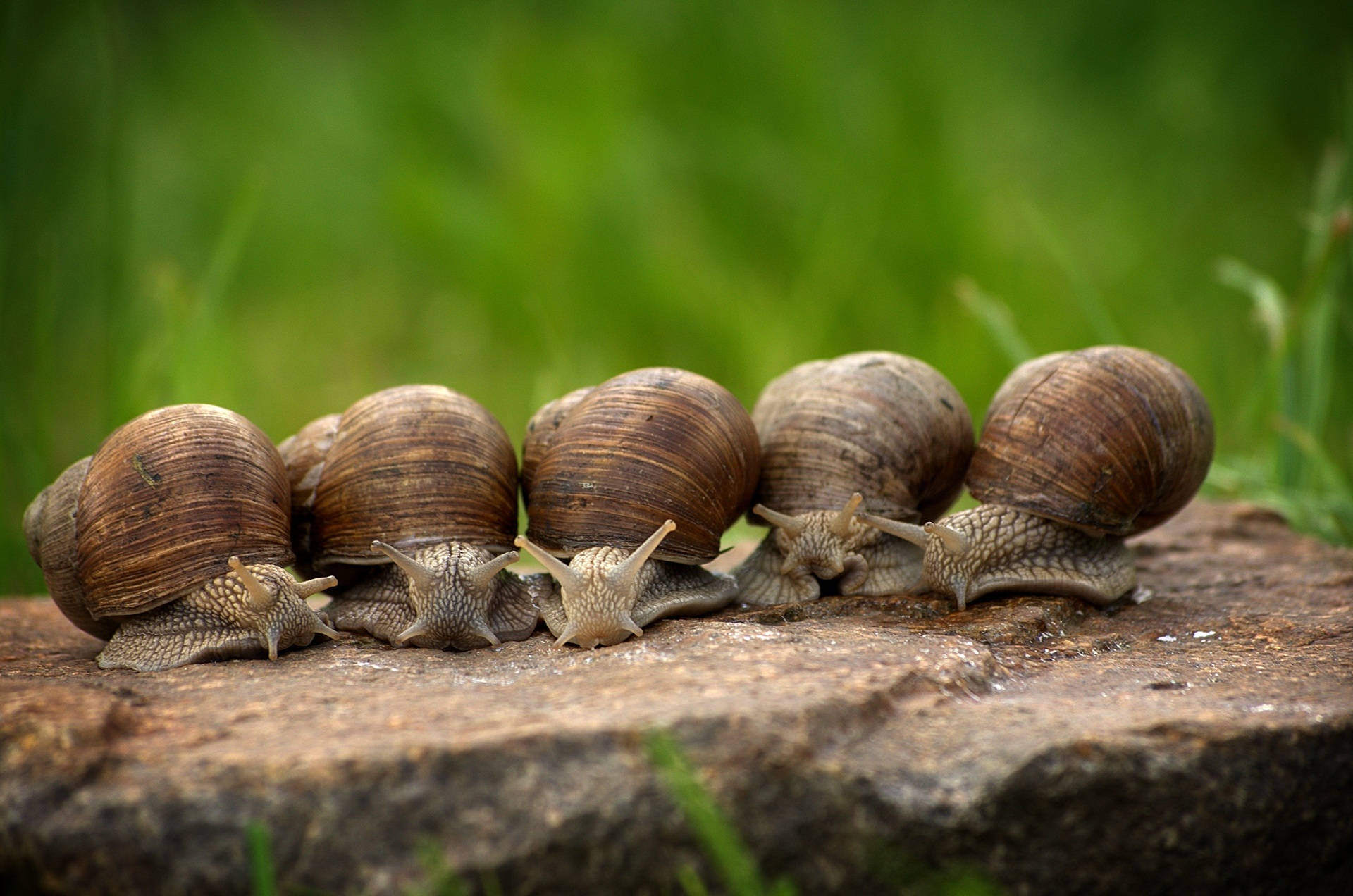 A Journey Through the Forest. Close-up of a Snail in the Forest with  Natural Background. AI Generative 28793311 Stock Photo at Vecteezy