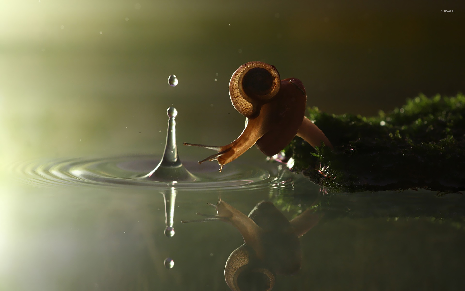 Love, snail, wallpaper