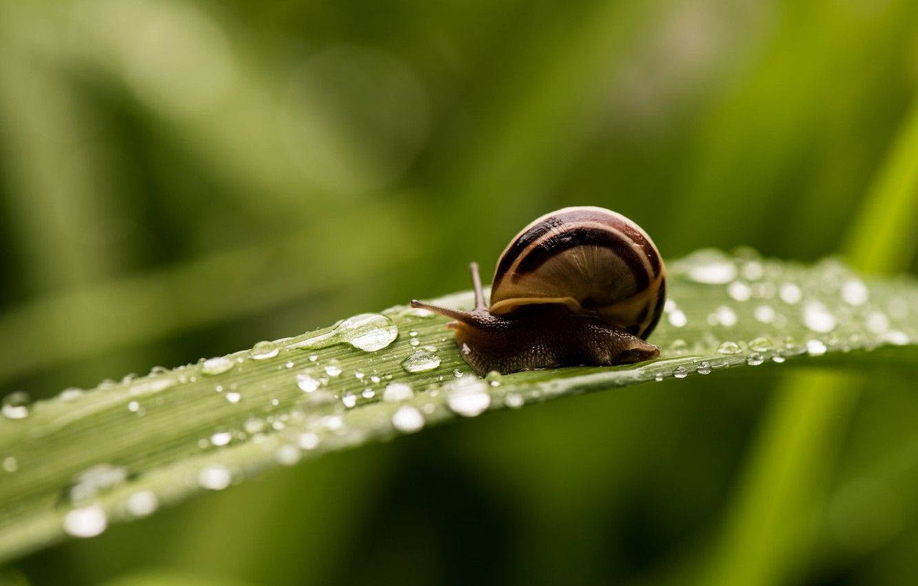 Download Animal Snail HD Wallpaper