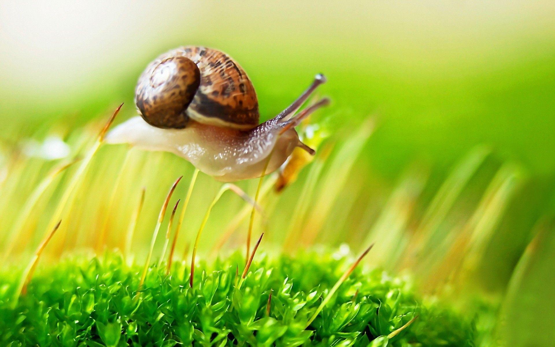 Snail [3] wallpaper - Animal wallpapers - #16718