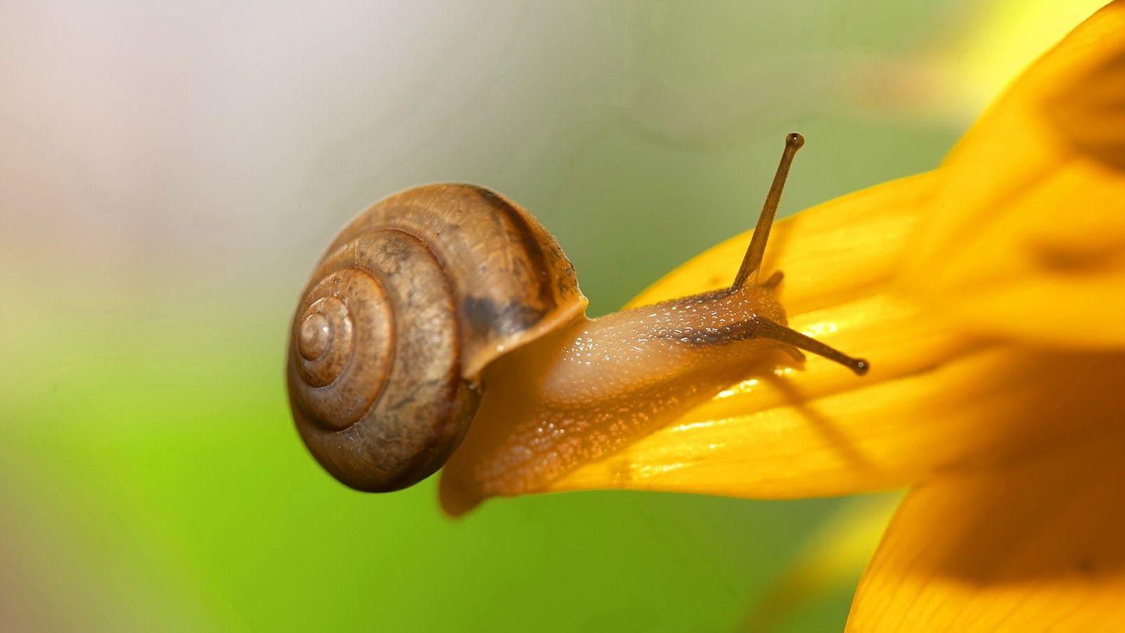 HD love snail wallpapers | Peakpx