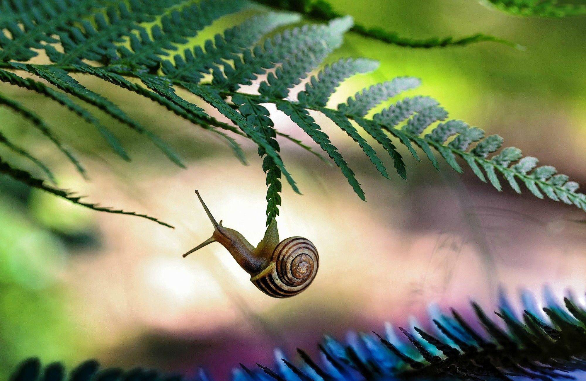 This wallpaper features a macro shot of a snail slowly crawling on a leaf