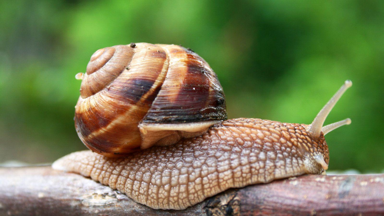 Fast Snail Images – Browse 7,470 Stock Photos, Vectors, and Video | Adobe  Stock